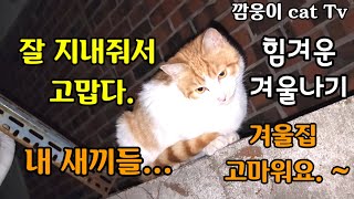 최강 한파 에도 나에게 이쁨받고 싶에 차가운 바닥에 뒹구는 어린 길고양이 힘겨운 겨울나기