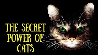 The Disturbing Hidden Truth of Having Cats Nearby 🐱 You Won't Expect It!