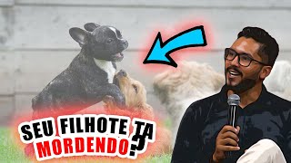 Como ensinar seu FILHOTE parar de MORDER- DICA MATADORA para resolver o problema!