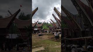 Suasana yang akan kita lihat di RITUAL PEMAKAMAN TORAJA