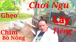 Ghẹo Chim Bồ Nông...Chơi ngu chịu đau lấy tiếng...đăng ký, bình luận xem thêm video...Lh:0939037698.