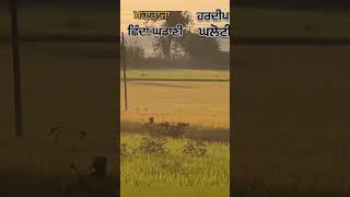 Ox Races in Punjab | live ox race | bald races | Malwa tv