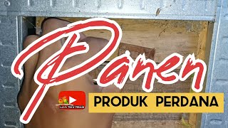 Panen lovebird Biola Palle Fallow Produk Perdana || alhamdulillah netas