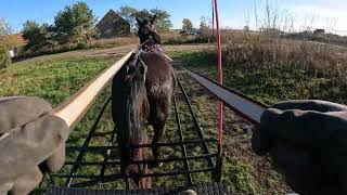 Konie / przygotowanie konia do zaprzegu / bryczka / kutche /Horses/pferd /Vigorhorses