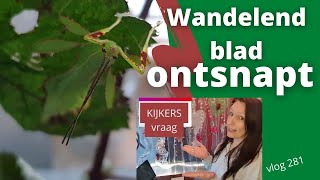 Wandelend blad is ontsnapt !! En kijkers vraag #281