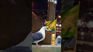 Haram View ❣️ #shortsfeed #viralvideo #shortvideo #ytshorts #shortsyoutube #intags #shorts #viral