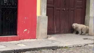 Big Adorable Fluffy Dog in Guatemala