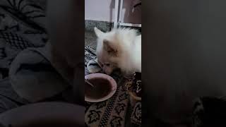 After Tumor Surgery,Kitu start eating ragi soup#dog #ragi