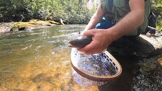 Catching Brooke, Brown, and Rainbow Trout in Pisgah National Forest DAY 3