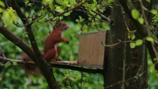 Relaxdays - Eichhörnchen Futterhaus zum Stellen