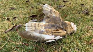 Hawk Eats Owl - 2 predators only 1 Survives