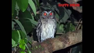 Suara Burung Hantu Paling Jernih Terbaru|| Seram poll ||