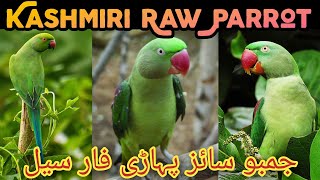 Raw Parrot | Ringneck Parrot | Alexandrine Parrot | Kashmiri Raw Parrot | Pahari Tota