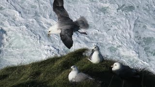 Fulmars flying in exhilarating conditions on Rathlin