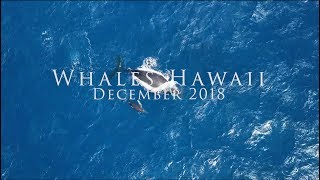 Whales Hawaii December 2018: Drone Footage