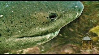 SEVENGILL SHARK ENCOUNTER. BUCEO con GATOPARDOS. SouthAfrica. SubSur.