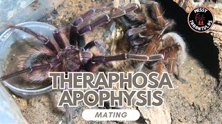 Theraphosa apophysis (Pinkfoot Goliath Birdeater) Mating