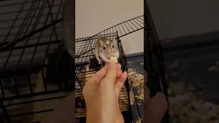 Th Gerbil's taste tests a new treat #gerbil #gerbils #cute #pets