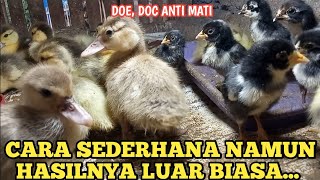 MERAWAT ANAK ENTOK & AYAM ANTI MAT!  || U2day