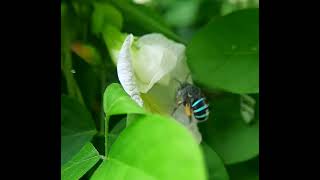 Blue bee inside flower #bee #blue