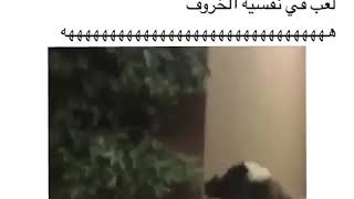 مسكين الخروف 😂