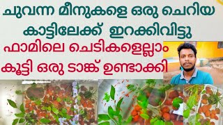 ഫാമിലെ ചെടികളെല്ലാം കൂട്ടി ഒരു ടാങ്ക് കാടാക്കി/making a planted tank for fish//#guppy/#swordtail/