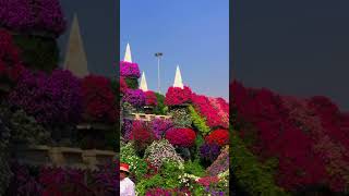 ✨Heaven on earth ( Miracle Garden) ❤️#subscribe #youtubeshorts #travel #vlog #abudhabi #dubai