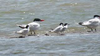 Forster's and Caspian Terns