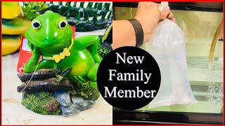 My new fishtank/அட இப்படி கூட அழகுபடுதலாமா?🐬/ KOLATHUR WHOLESALE AQUARIUM 🐬🐟 #vlog