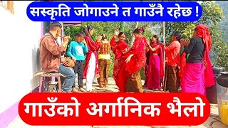 Organic Bhailo Dance In The Village|| Tihar Deusi Danve || Tihar 2081 ||