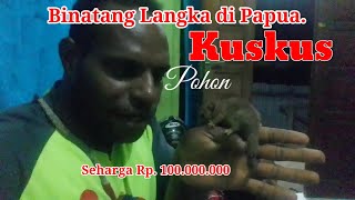 Binatang Langka Papua Kuskus Pohon.