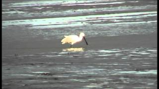 Spatule blanche ( Platalea leucorodia ) Baie de Canche Le Touquet (France)