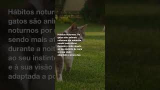 4 Fatos Sobre Os Gatos!