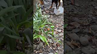 Gathering Manila Palm Seeds for Germination #manilapalm #buchina #shorts #shortsvideo #shortsyoutube