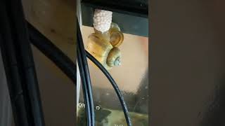 Snail laying eggs in aquarium