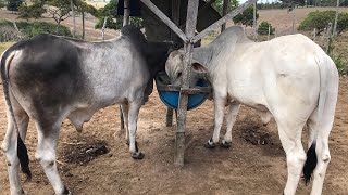 #A MELHOR FORMA DE CONTROLAR O CONSUMO DO PROTEINADO OFERECIDO AO GADO