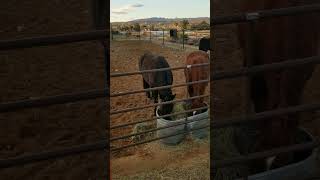 #nature #shorts #horse #country #farming