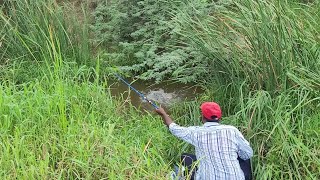 Fishing 🎣 video in Local River Fisher Man Catching Big Tilapia Fishes to with Single Hook