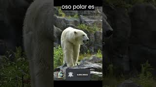 Secretos del Oso Polar: Adaptaciones increíbles para sobrevivir en el frío extremo.