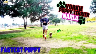 Fastest 10 Month Old Cute Yorkshire Terrier