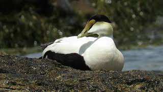 Common Eiders