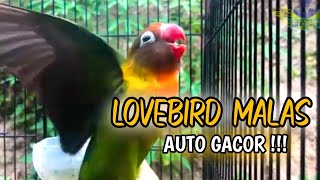 Alternatif rangsangan Lovebird agar ngekek panjang dan gacor,putar ini auto nyamber