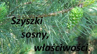 Szyszki sosny na poprawę mikrokrążenia po udarze i  likwidację szumów usznych.