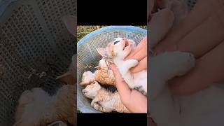 Rescuing Kittens from a Drain: A Heartwarming Rescue #shorts