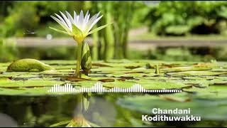 Background Music | Chandani Kodithuwakku