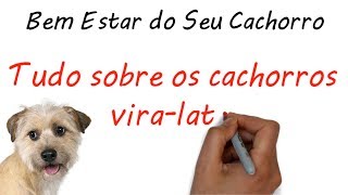 Conheça tudo sobre o cachorro vira lata