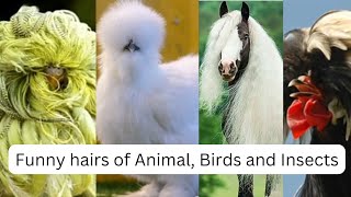 Funny hairs of Animal, Birds and Insects😯😍