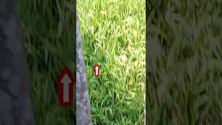 শিয়ালটা কী দেখতে পেয়েছেন #nature #shorts #video #fox