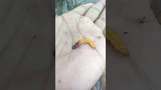 Ngeri!! Ulat aneh🐛🐛#caterpillar.