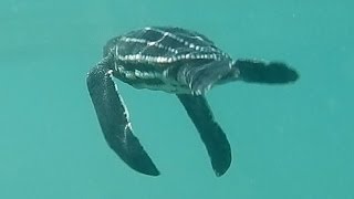 Leatherback Hatchling begins its Journey